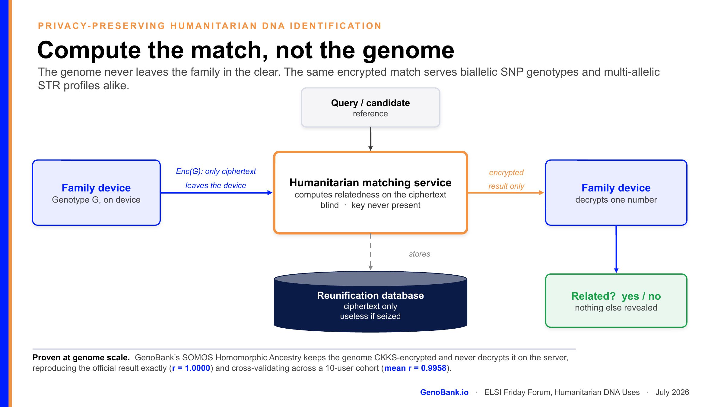 Flow diagram. A family device holding genotype G encrypts it on device; only the ciphertext leaves and reaches a humanitarian matching service that computes relatedness directly on the ciphertext, blind, with the key never present. A query or candidate reference feeds the same service. The service returns an encrypted result only to a family device that decrypts one number, answering related yes or no with nothing else revealed. The service stores to a reunification database that holds ciphertext only and is useless if seized. The same encrypted match serves biallelic SNP genotypes and multi-allelic STR profiles alike.